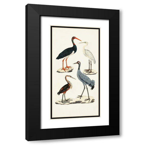 Waterbird Varieties I Black Modern Wood Framed Art Print with Double Matting by Unknown