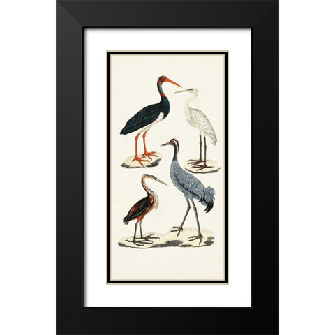 Waterbird Varieties I Black Modern Wood Framed Art Print with Double Matting by Unknown
