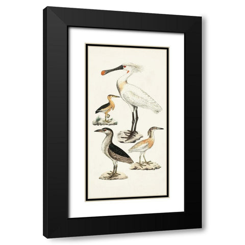 Waterbird Varieties II Black Modern Wood Framed Art Print with Double Matting by Unknown