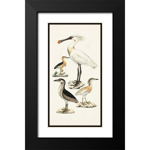 Waterbird Varieties II Black Modern Wood Framed Art Print with Double Matting by Unknown