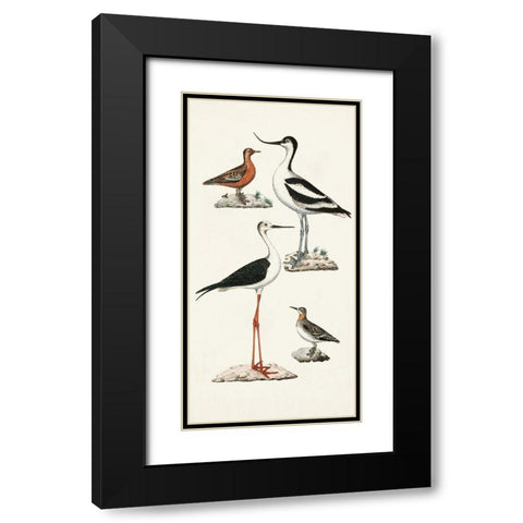 Waterbird Varieties III Black Modern Wood Framed Art Print with Double Matting by Unknown