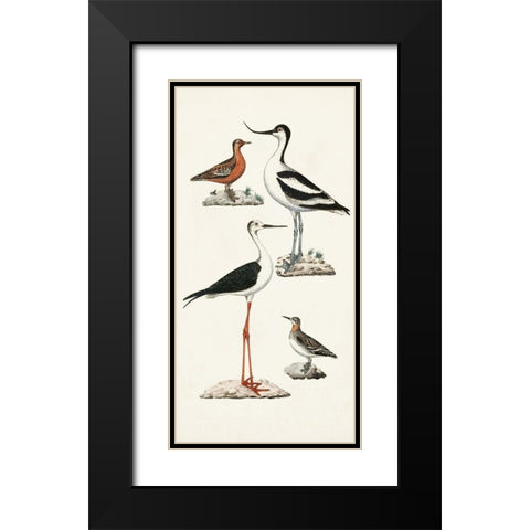 Waterbird Varieties III Black Modern Wood Framed Art Print with Double Matting by Unknown