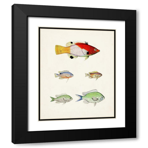 Colorful Tropical Fish I Black Modern Wood Framed Art Print with Double Matting by Unknown