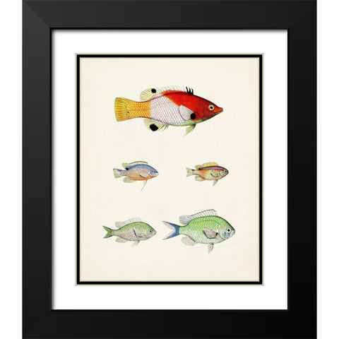 Colorful Tropical Fish I Black Modern Wood Framed Art Print with Double Matting by Unknown