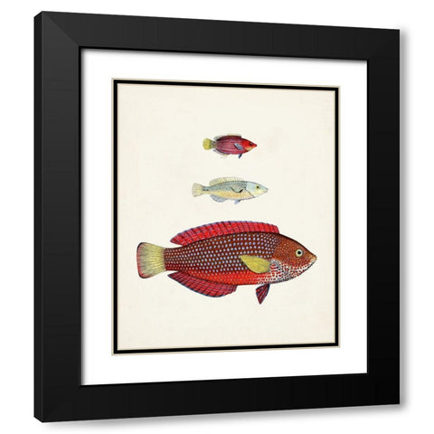 Colorful Tropical Fish II Black Modern Wood Framed Art Print with Double Matting by Unknown