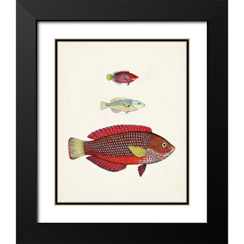 Colorful Tropical Fish II Black Modern Wood Framed Art Print with Double Matting by Unknown