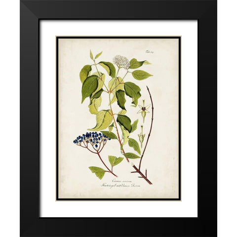 Tree in Bloom I Black Modern Wood Framed Art Print with Double Matting by Unknown