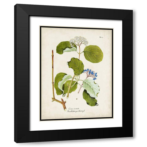 Tree in Bloom II Black Modern Wood Framed Art Print with Double Matting by Unknown