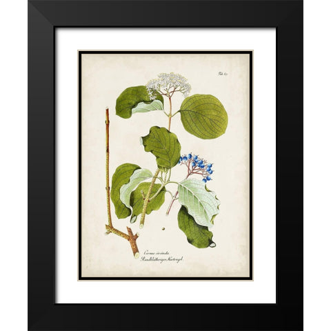 Tree in Bloom II Black Modern Wood Framed Art Print with Double Matting by Unknown