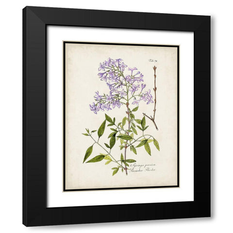 Tree in Bloom III Black Modern Wood Framed Art Print with Double Matting by Unknown