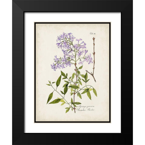 Tree in Bloom III Black Modern Wood Framed Art Print with Double Matting by Unknown