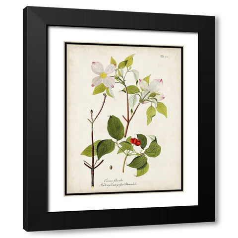 Tree in Bloom V Black Modern Wood Framed Art Print with Double Matting by Unknown