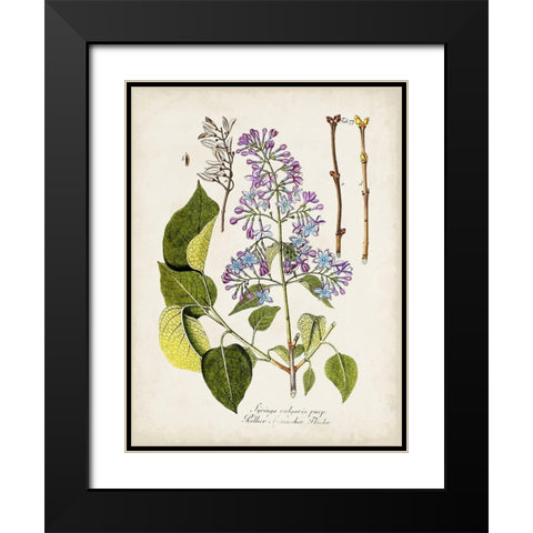 Tree in Bloom VI Black Modern Wood Framed Art Print with Double Matting by Unknown