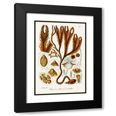 Seaweed Illustration I Black Modern Wood Framed Art Print with Double Matting by Unknown