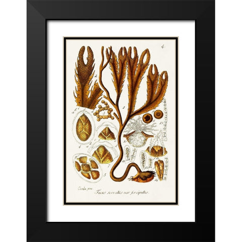 Seaweed Illustration I Black Modern Wood Framed Art Print with Double Matting by Unknown