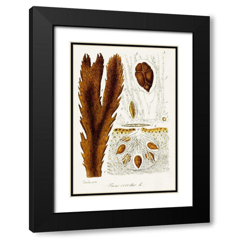 Seaweed Illustration II Black Modern Wood Framed Art Print with Double Matting by Unknown