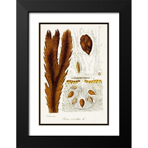 Seaweed Illustration II Black Modern Wood Framed Art Print with Double Matting by Unknown