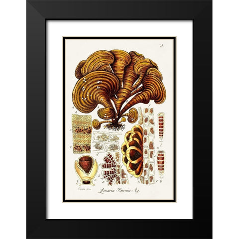 Seaweed Illustration III Black Modern Wood Framed Art Print with Double Matting by Unknown
