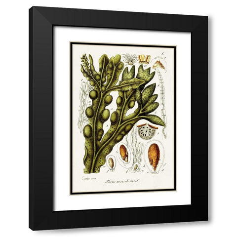 Seaweed Illustration IV Black Modern Wood Framed Art Print with Double Matting by Unknown
