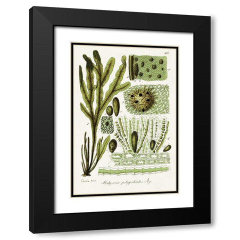 Seaweed Illustration V Black Modern Wood Framed Art Print with Double Matting by Unknown