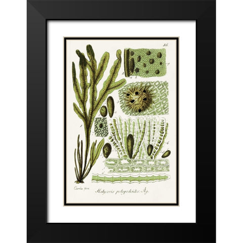 Seaweed Illustration V Black Modern Wood Framed Art Print with Double Matting by Unknown