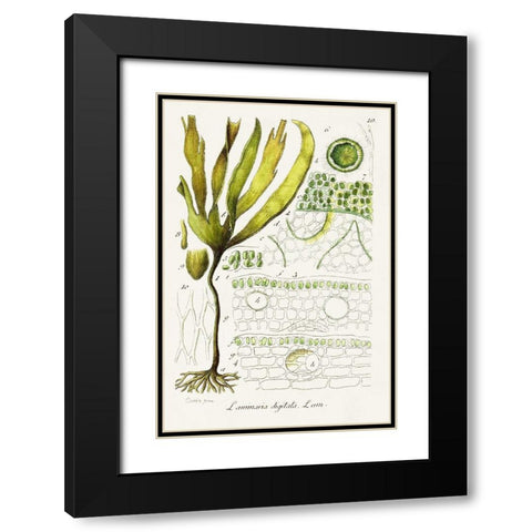 Seaweed Illustration VI Black Modern Wood Framed Art Print with Double Matting by Unknown