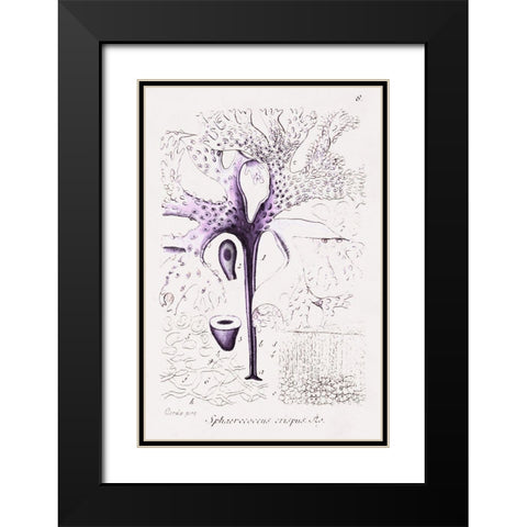 Seaweed Illustration VII Black Modern Wood Framed Art Print with Double Matting by Unknown