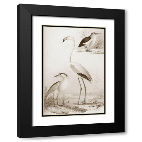 Sepia Water Birds I Black Modern Wood Framed Art Print with Double Matting by Unknown