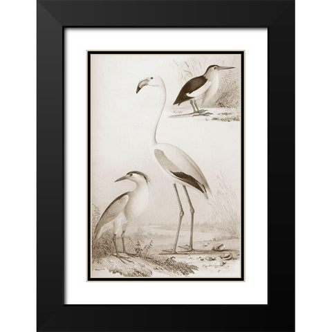 Sepia Water Birds I Black Modern Wood Framed Art Print with Double Matting by Unknown