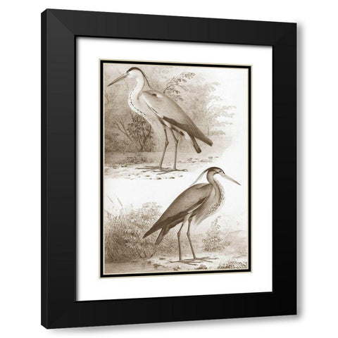 Sepia Water Birds III Black Modern Wood Framed Art Print with Double Matting by Unknown