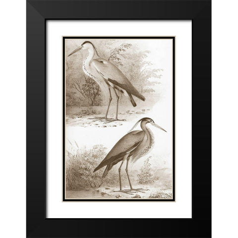 Sepia Water Birds III Black Modern Wood Framed Art Print with Double Matting by Unknown
