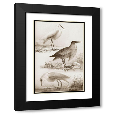 Sepia Water Birds IV Black Modern Wood Framed Art Print with Double Matting by Unknown