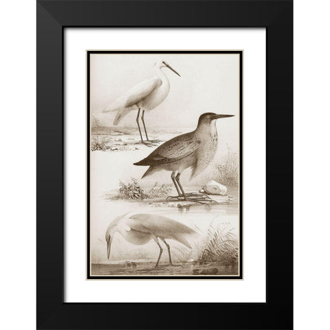 Sepia Water Birds IV Black Modern Wood Framed Art Print with Double Matting by Unknown