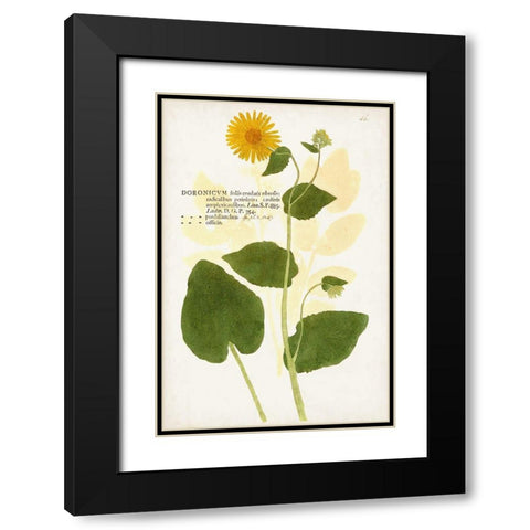 Nature Printed Botanicals I Black Modern Wood Framed Art Print with Double Matting by Unknown