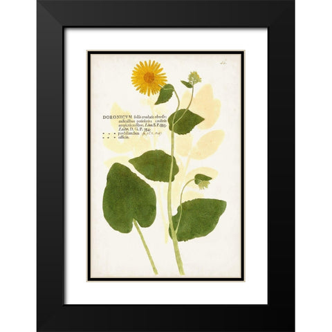 Nature Printed Botanicals I Black Modern Wood Framed Art Print with Double Matting by Unknown