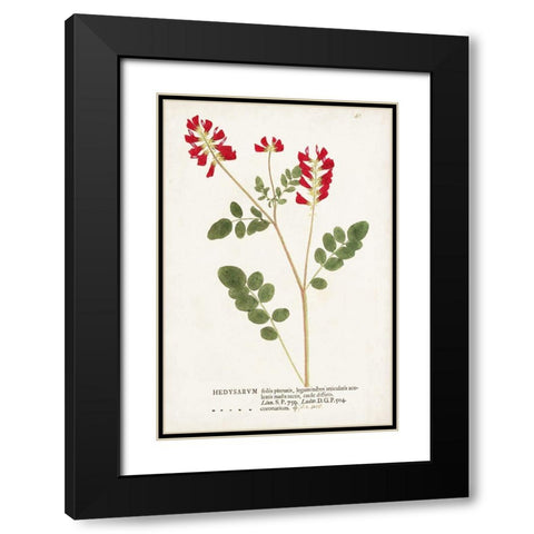 Nature Printed Botanicals III Black Modern Wood Framed Art Print with Double Matting by Unknown