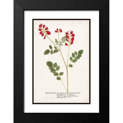 Nature Printed Botanicals III Black Modern Wood Framed Art Print with Double Matting by Unknown