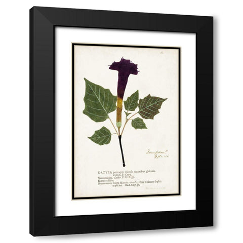 Nature Printed Botanicals IV Black Modern Wood Framed Art Print with Double Matting by Unknown