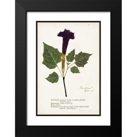Nature Printed Botanicals IV Black Modern Wood Framed Art Print with Double Matting by Unknown