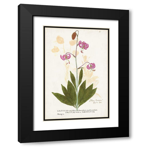 Nature Printed Botanicals V Black Modern Wood Framed Art Print with Double Matting by Unknown