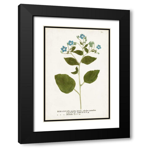 Nature Printed Botanicals VI Black Modern Wood Framed Art Print with Double Matting by Unknown