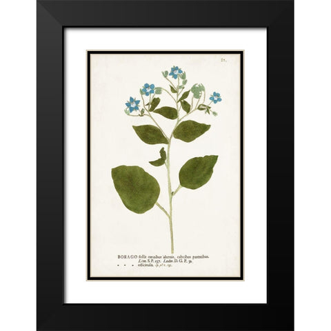 Nature Printed Botanicals VI Black Modern Wood Framed Art Print with Double Matting by Unknown