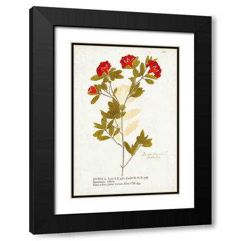 Nature Printed Botanicals VIII Black Modern Wood Framed Art Print with Double Matting by Unknown