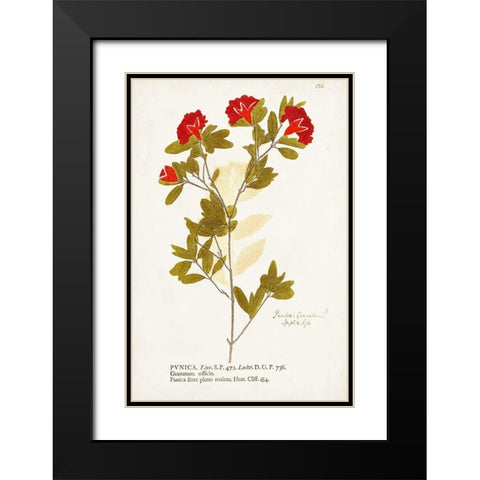 Nature Printed Botanicals VIII Black Modern Wood Framed Art Print with Double Matting by Unknown