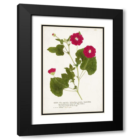 Nature Printed Botanicals IX Black Modern Wood Framed Art Print with Double Matting by Unknown