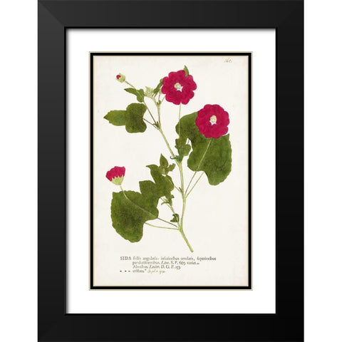 Nature Printed Botanicals IX Black Modern Wood Framed Art Print with Double Matting by Unknown