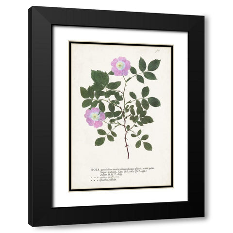 Nature Printed Botanicals X Black Modern Wood Framed Art Print with Double Matting by Unknown