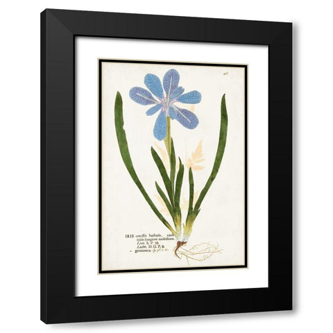 Nature Printed Botanicals XI Black Modern Wood Framed Art Print with Double Matting by Unknown
