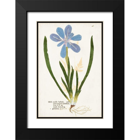 Nature Printed Botanicals XI Black Modern Wood Framed Art Print with Double Matting by Unknown