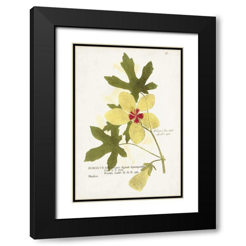 Nature Printed Botanicals XII Black Modern Wood Framed Art Print with Double Matting by Unknown